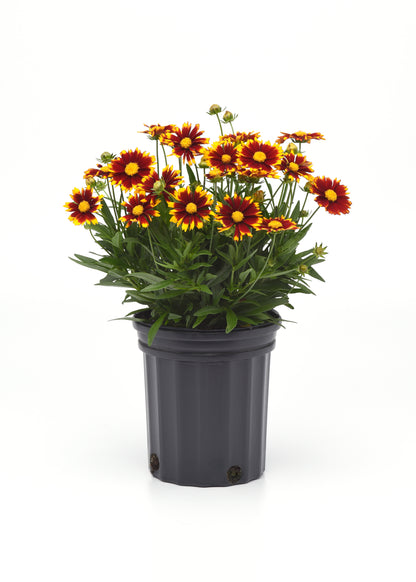 Coreopsis |  $12 Pollinator Favorites