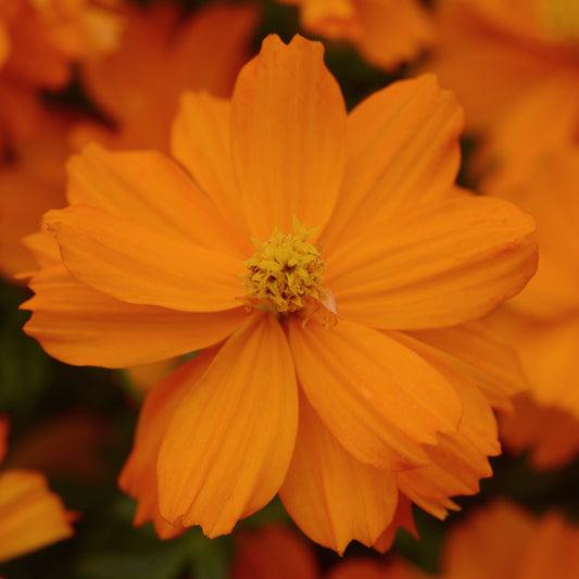 Cosmos | Mandarin - 3 Quart