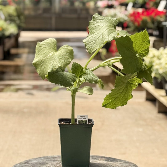 Cucumber | Patio Snacker - 1 Pint