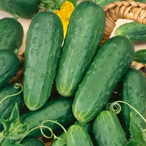 Cucumber | Homemade Pickles - 1 Pint