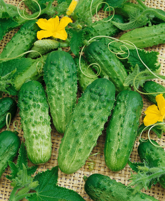 Cucumber | Pick A Bushel - 1 Pint