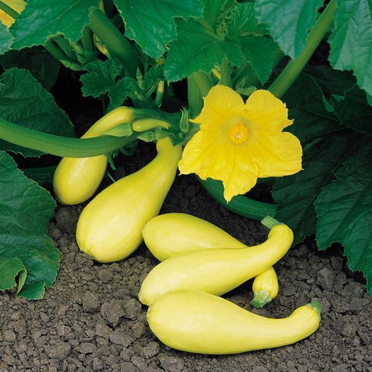Summer Squash | Early Summer Crookneck - 1 Pint