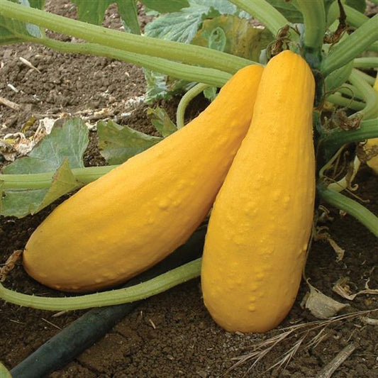 Summer Squash | Yellow Straight Neck - 1 Pint