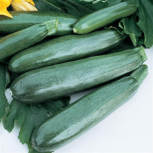 Summer Squash | Balls Zucchini - 1 Pint