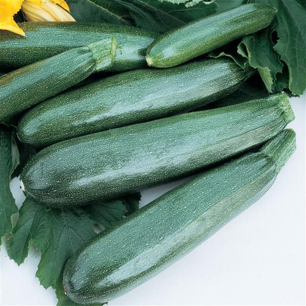 Summer Squash | Balls Zucchini - 4 Pack