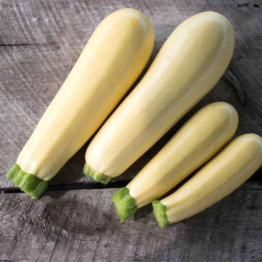 Summer Squash | Chiffon - 1 Pint