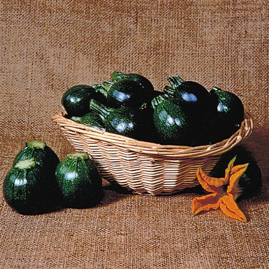 Summer Squash | Eight Ball - 1 Pint