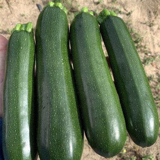 Summer Squash | Triumph - 1 Pint