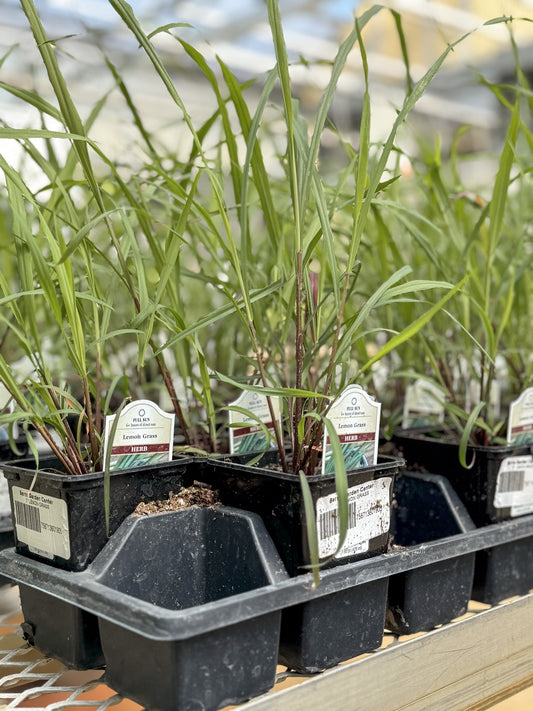 Lemongrass | Common  - 1 Gallon