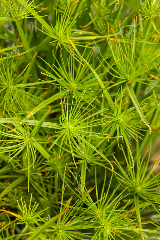Cyperus | Queen Tut Grass - 1 Quart