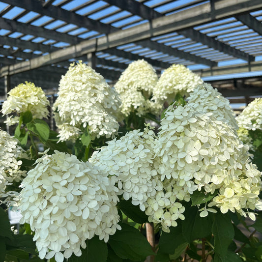 Hydrangea | Limelight Panicle Hydrangea - 5 Gallon