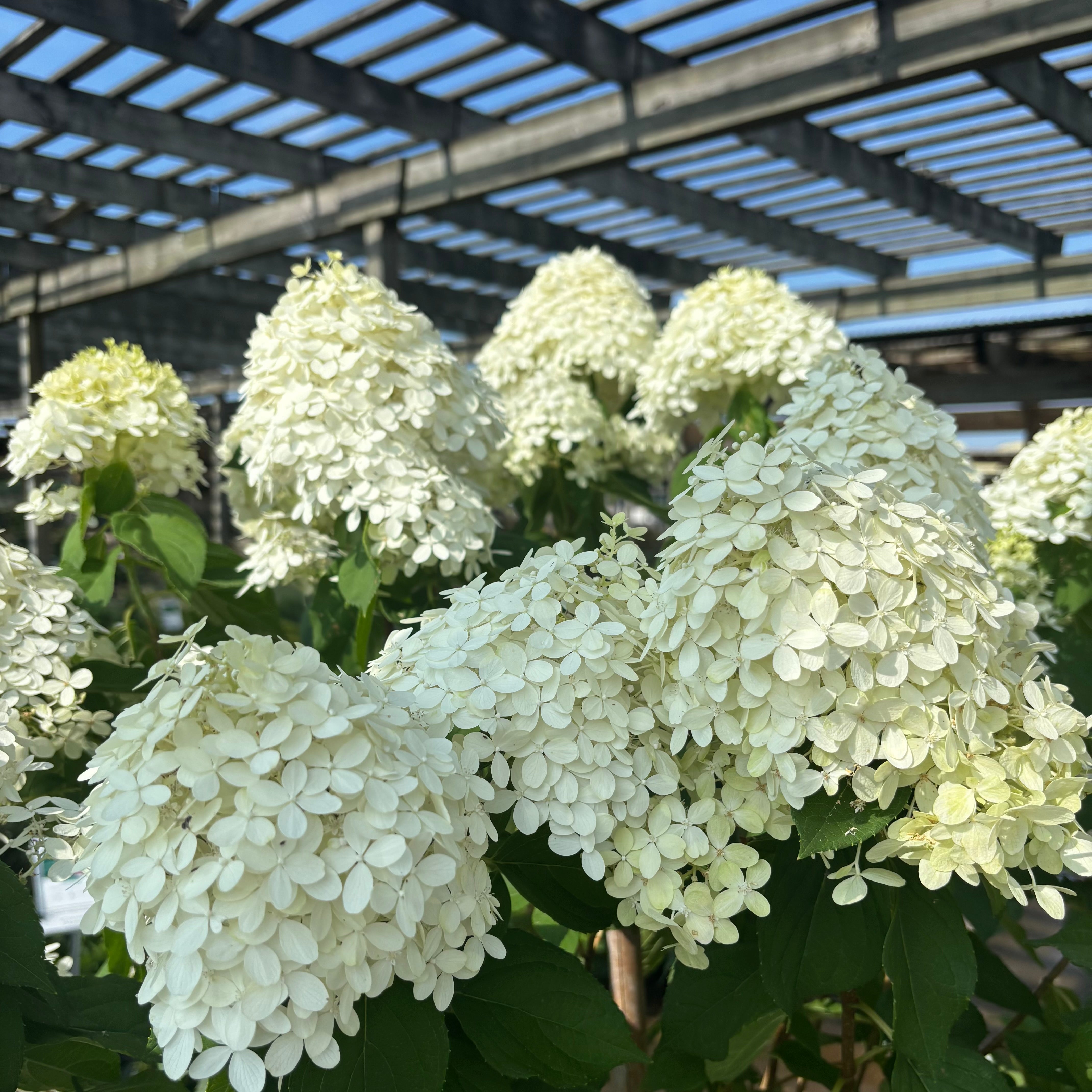 Hydrangea | Limelight Prime Panicle Hydrangea - 3 Gallon - Berns Garden ...