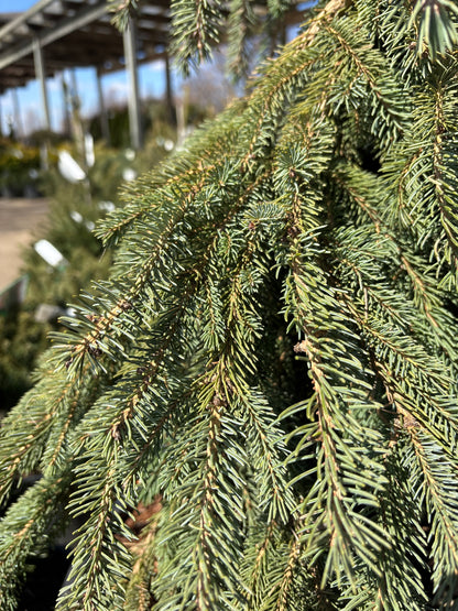 Picea | Weeping White Spruce