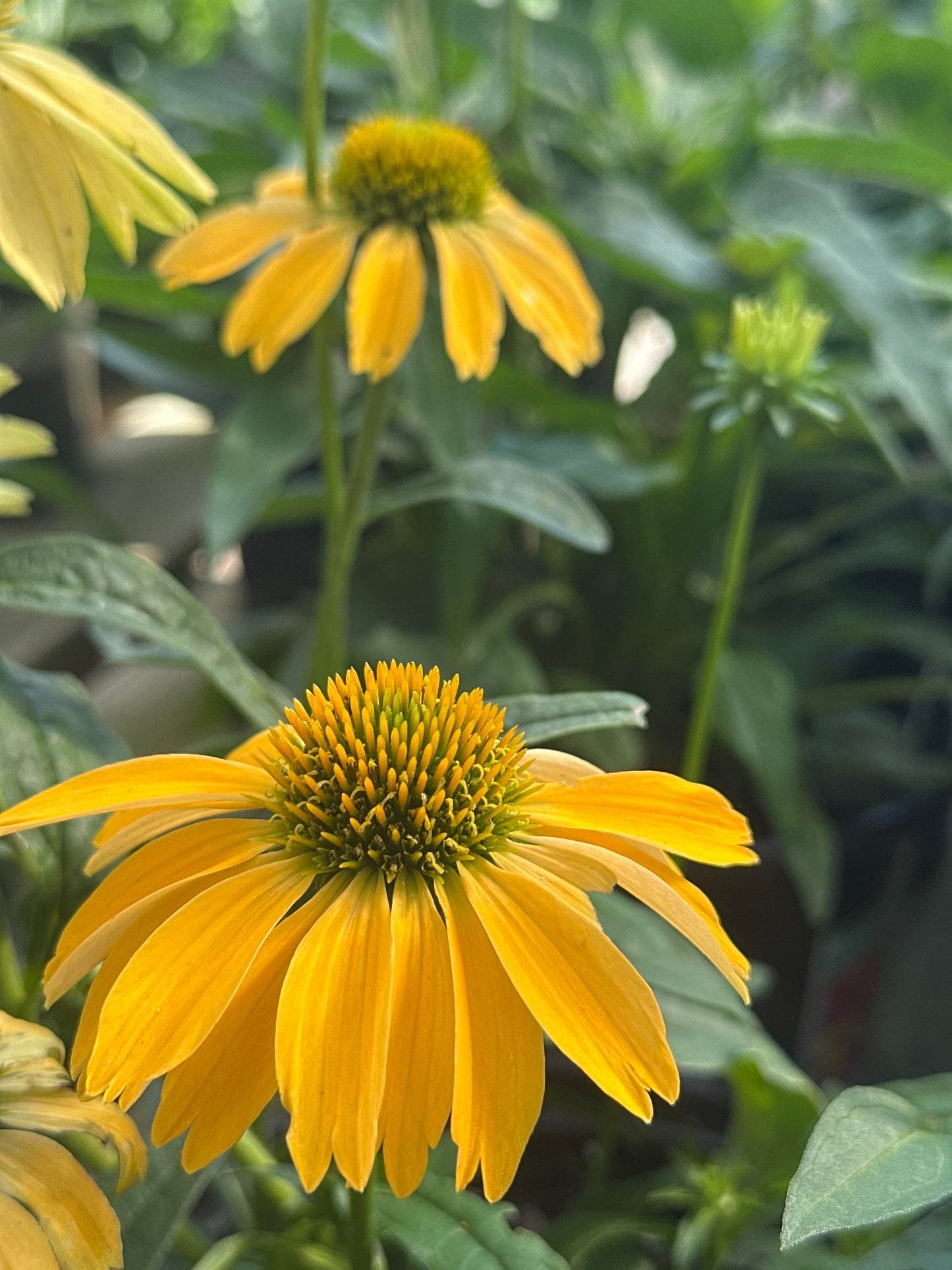 Echinacea | Cheyenne Spirit Coneflower - 1 Gallon