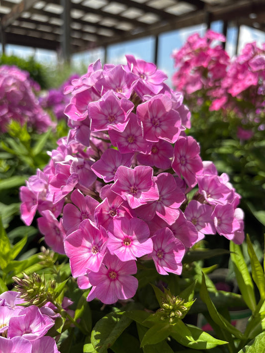 Phlox | Flame Garden Phlox | Blue - 1 Gallon
