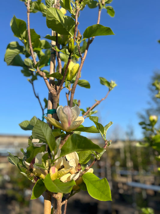 Magnolia | Sunsation Magnolia | Single-Stem - 15 Gallon