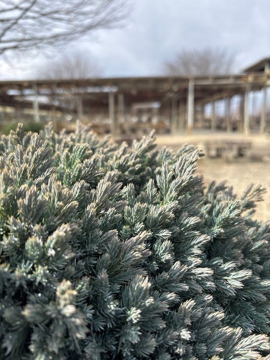 Juniperus | Blue Star Juniper - 2 Gallon