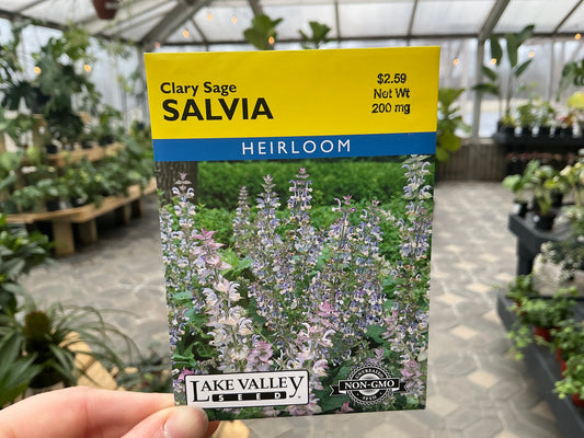 Salvia | Sage Seed