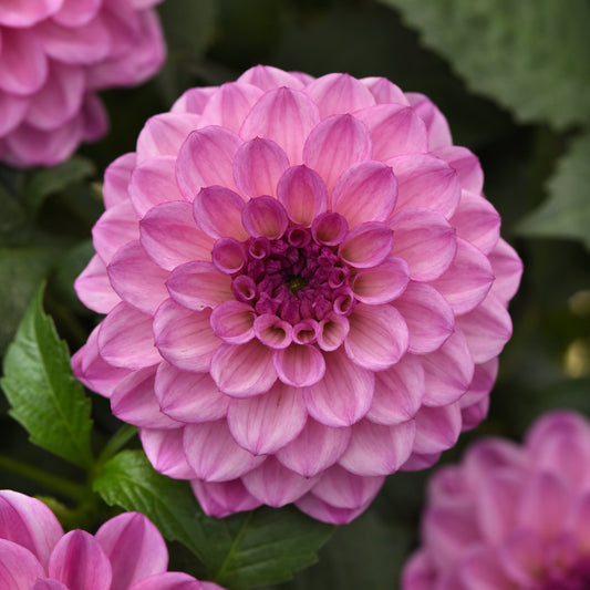 Dahlia | City Lights - 1 Quart