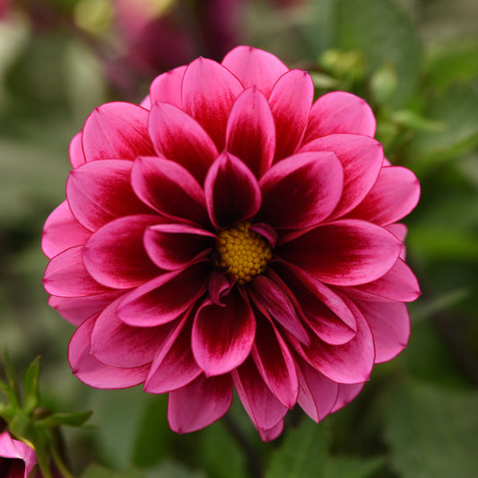 Dahlia | Dalaya - 1 Quart