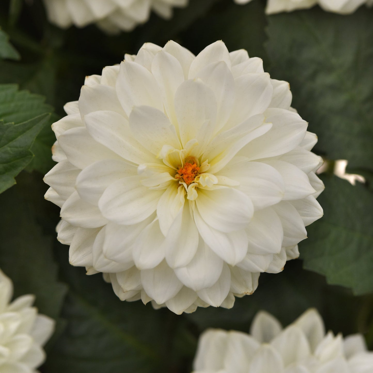 Dahlia | Dalaya - 1 Quart