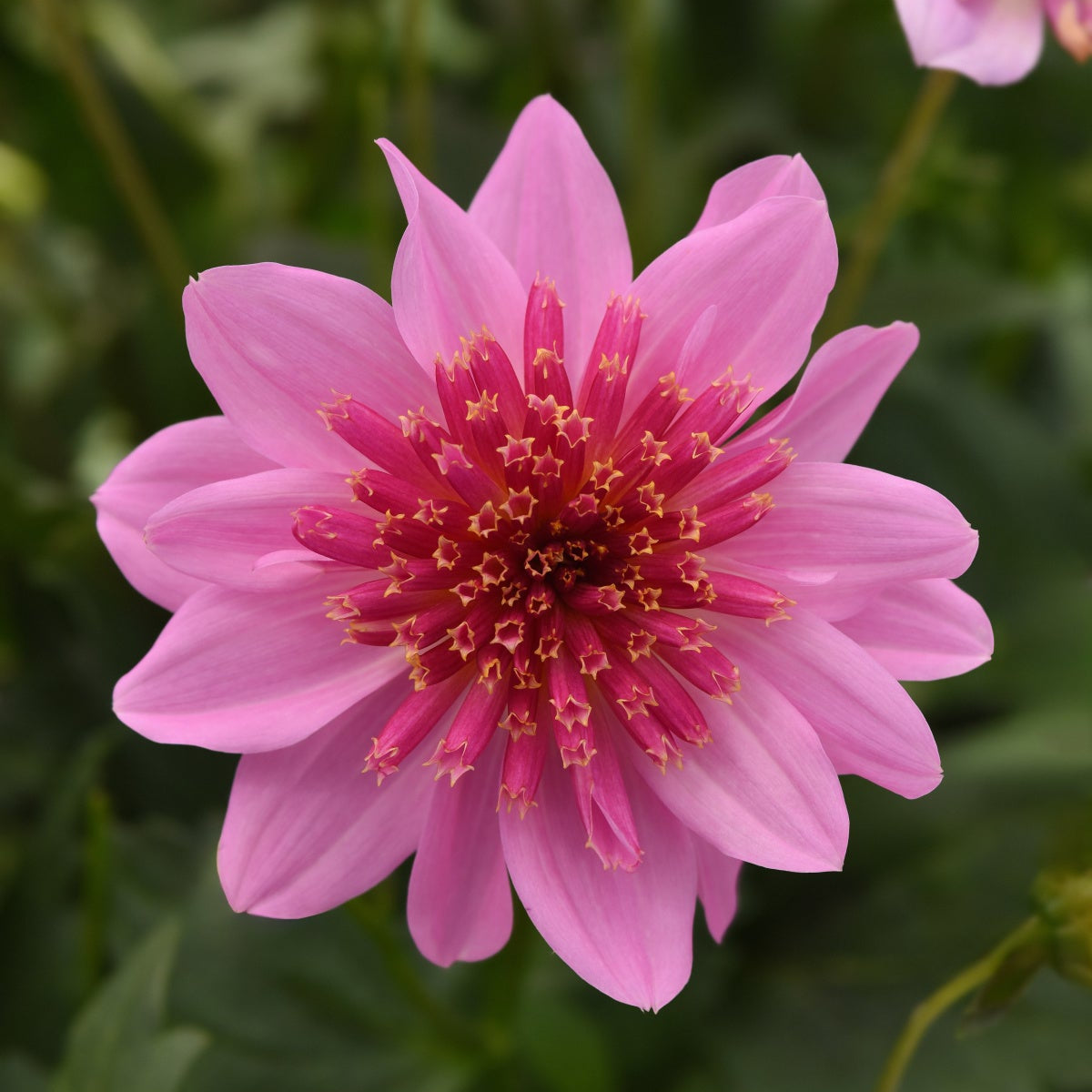 Dahlia | Venti - 1 Gallon