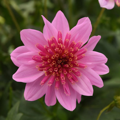 Dahlia | Venti - 1 Gallon