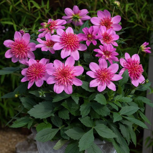Dahlia | Venti - 1 Gallon