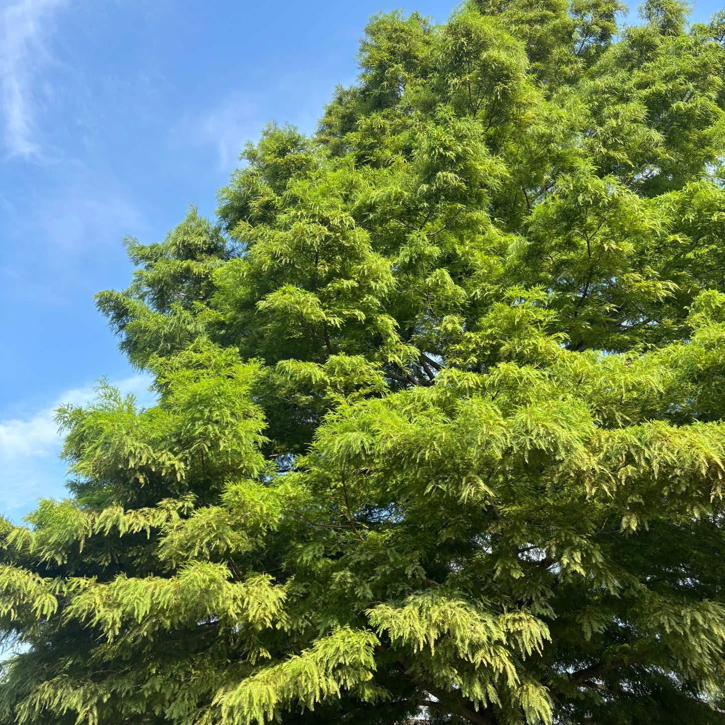 Taxodium | Bald Cypress