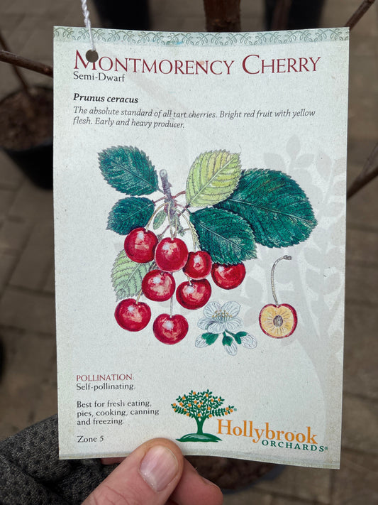Prunus | Montmorency Sour Cherry - 7 Gallon