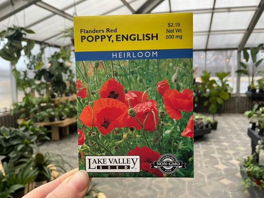 Papaver | English - Poppy Seed