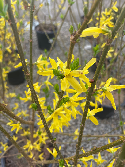Forsythia | Lynwood Gold Forsythia - 3 Gallon