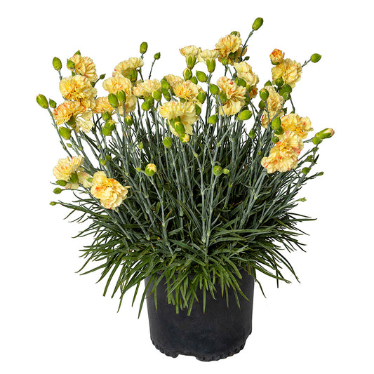 Dianthus | Scent First - 1 Quart