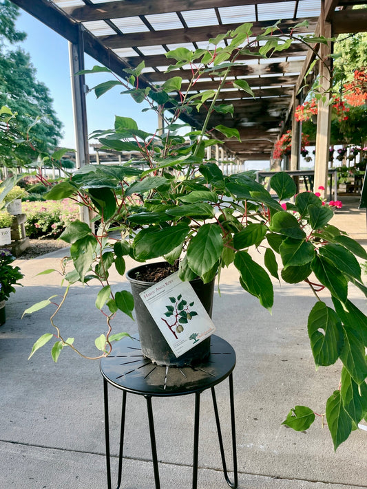 Actinidia | Hardy Anna Kiwi - 2-Gallon