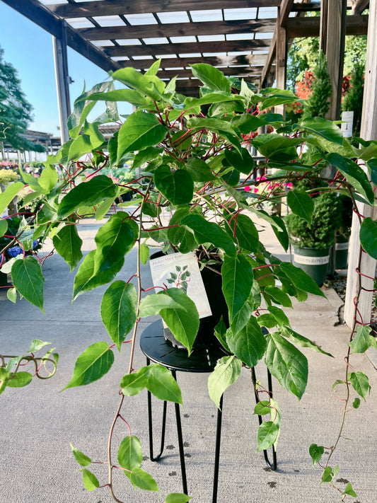 Actinidia | Hardy Male Kiwi - 2-Gallon