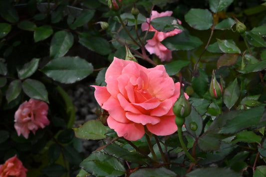 Rosa | Knock Out Rose | Coral Knock Out - 3 Gallon