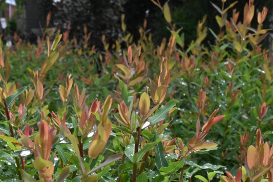 Salix | Flamingo Dappled Willow - 5 Gallon