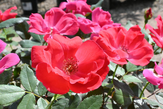 Rosa | Knock Out Rose | Knock Out - 5 Gallon