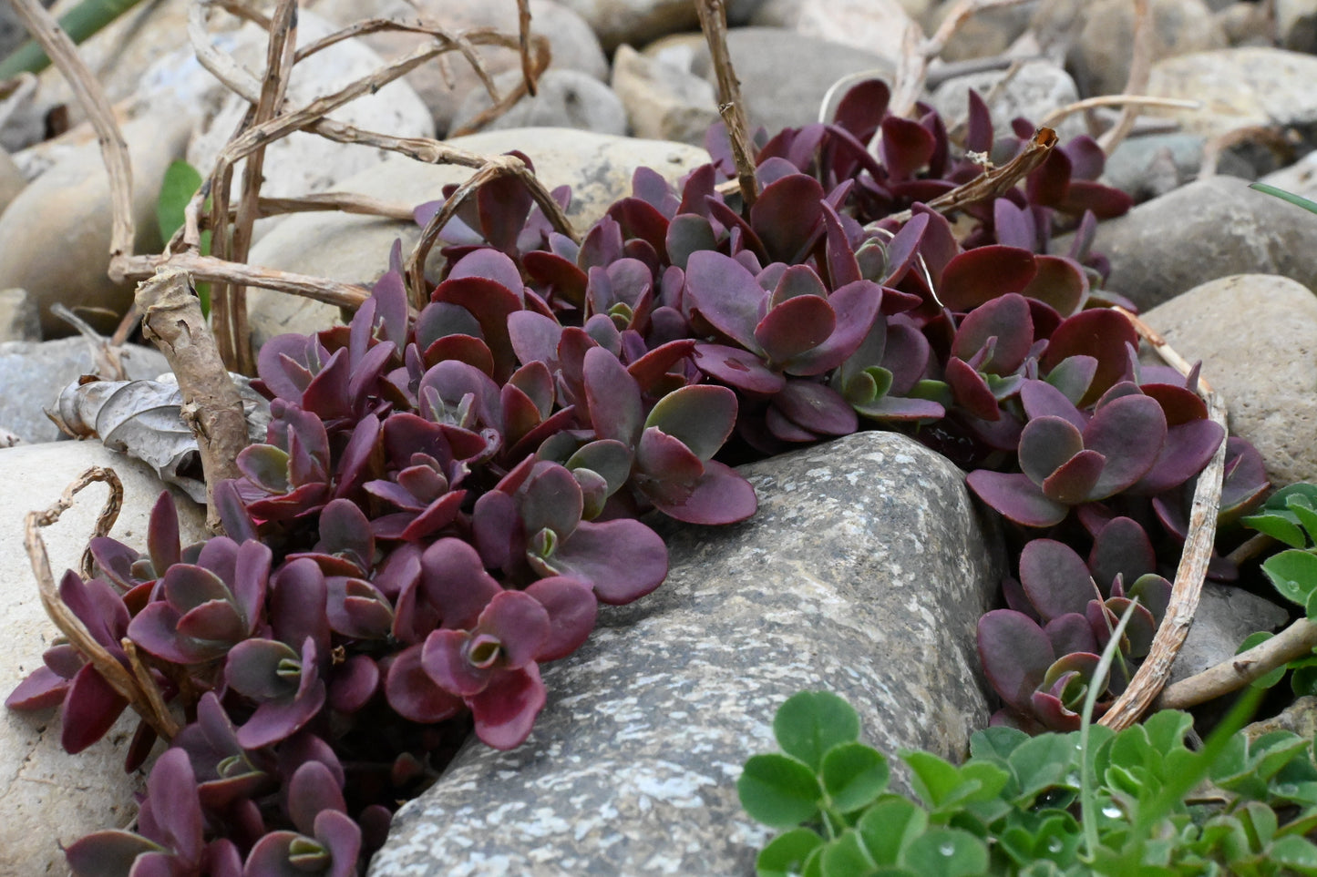 Sedum | SunSparkler Stonecrop | Dream Dazzler - 1 Gallon