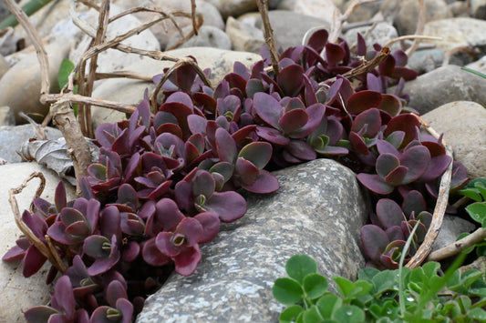 Sedum | SunSparkler Stonecrop | Dream Dazzler - 1 Gallon