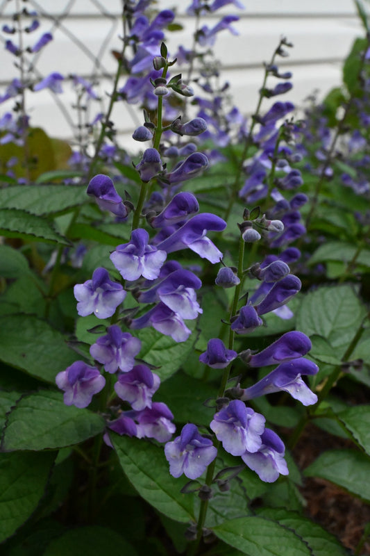 Scutellaria | Appalachian Blues Skullcap - 1 Gallon