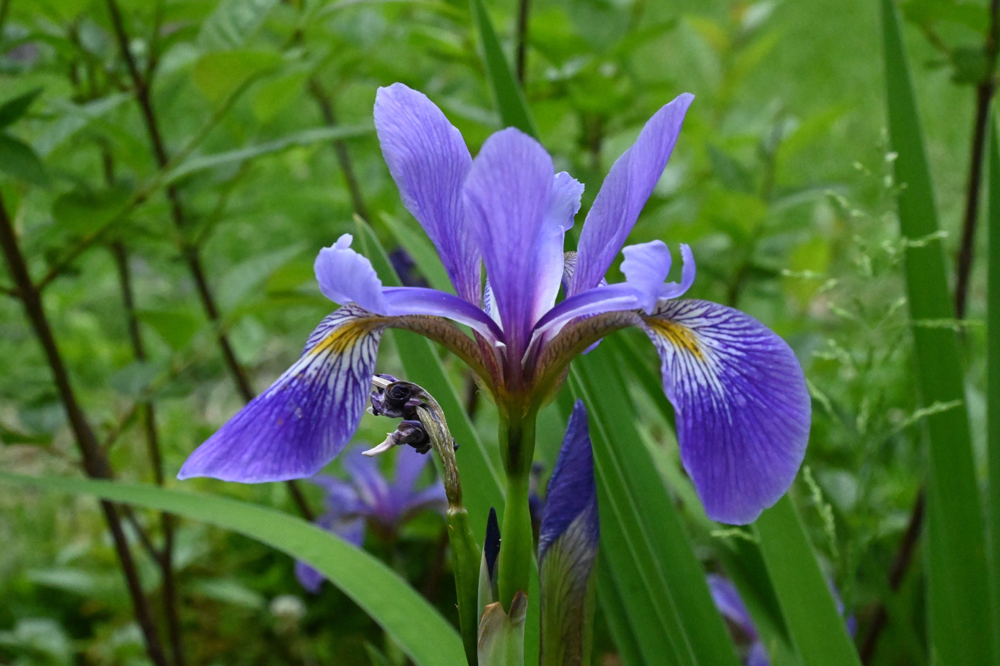 Iris | Purple Flame Blue Flag Iris - 1 Gallon