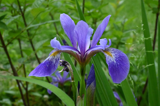 Iris | Purple Flame Blue Flag Iris - 1 Gallon