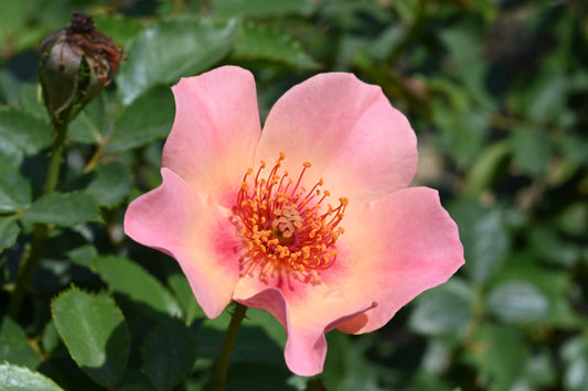 Rosa | Ringo All Star Rose