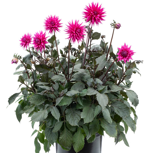 Dahlia | Electro Pink - 1 Gallon