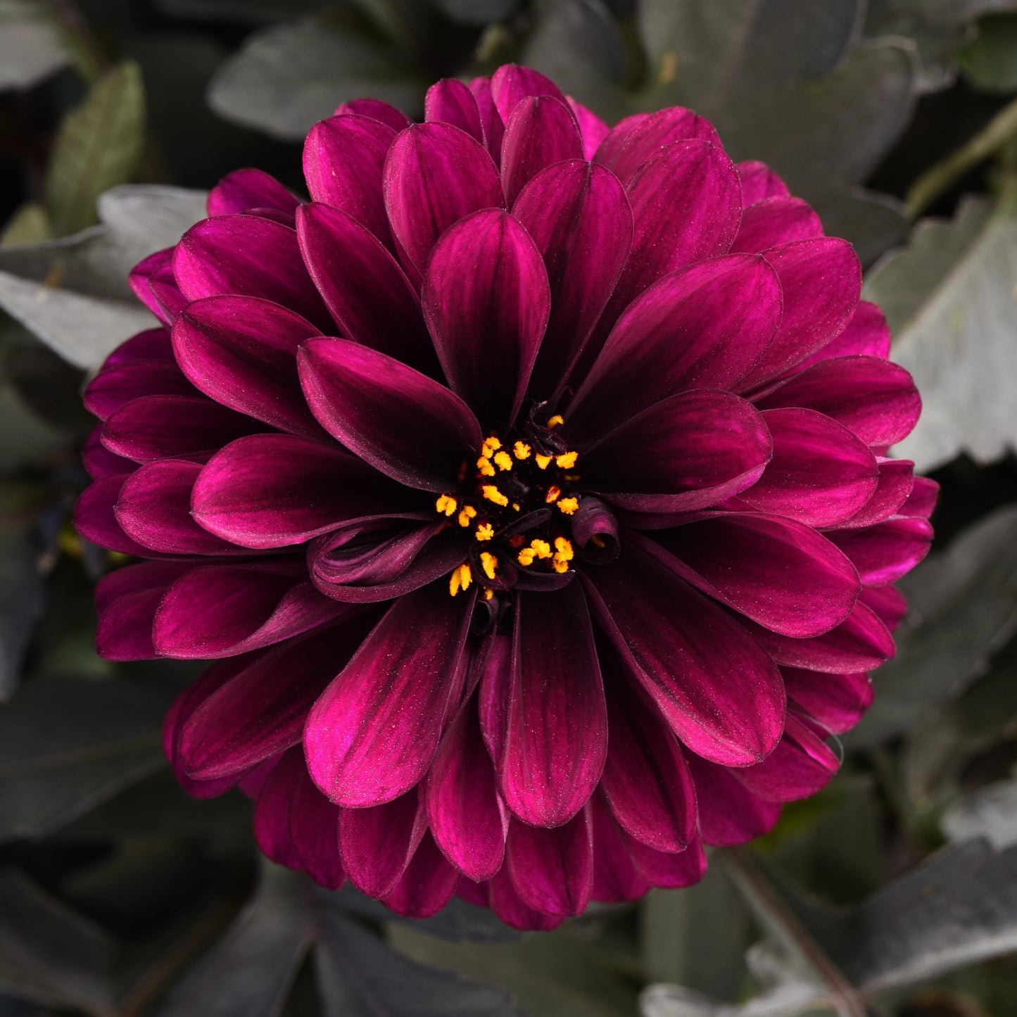Dahlia | City Lights - 1 Quart