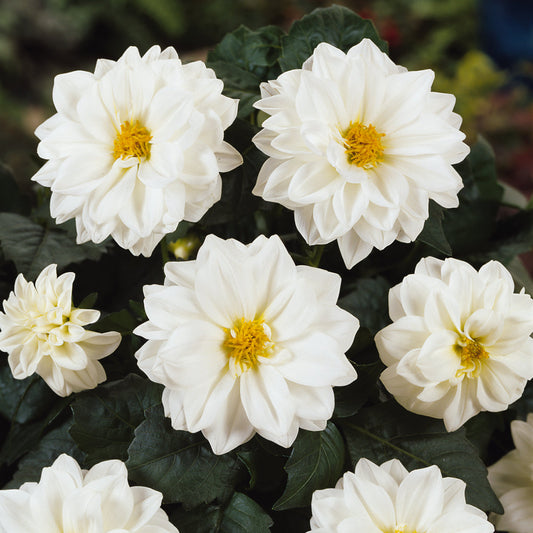 Dahlia | Dahlietta -1 Quart