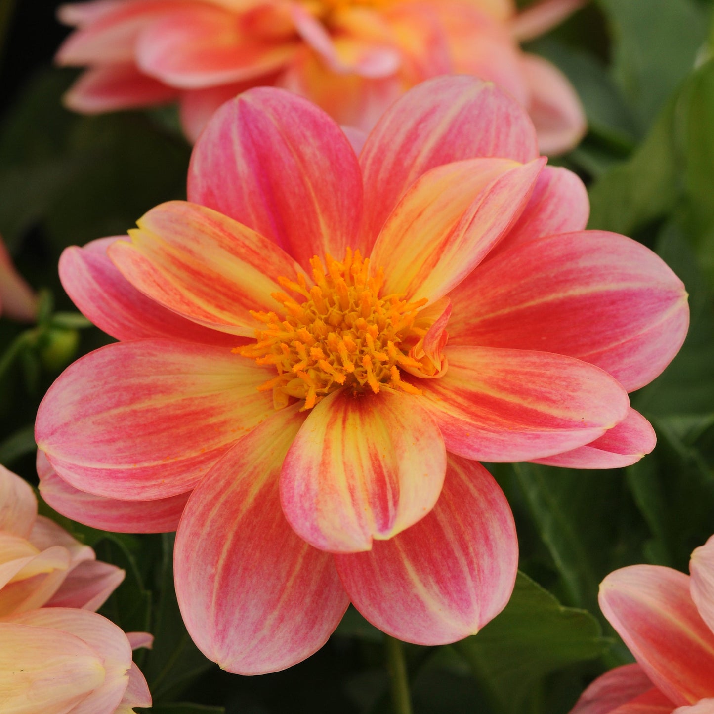 Dahlia | Dalaya - 1 Quart
