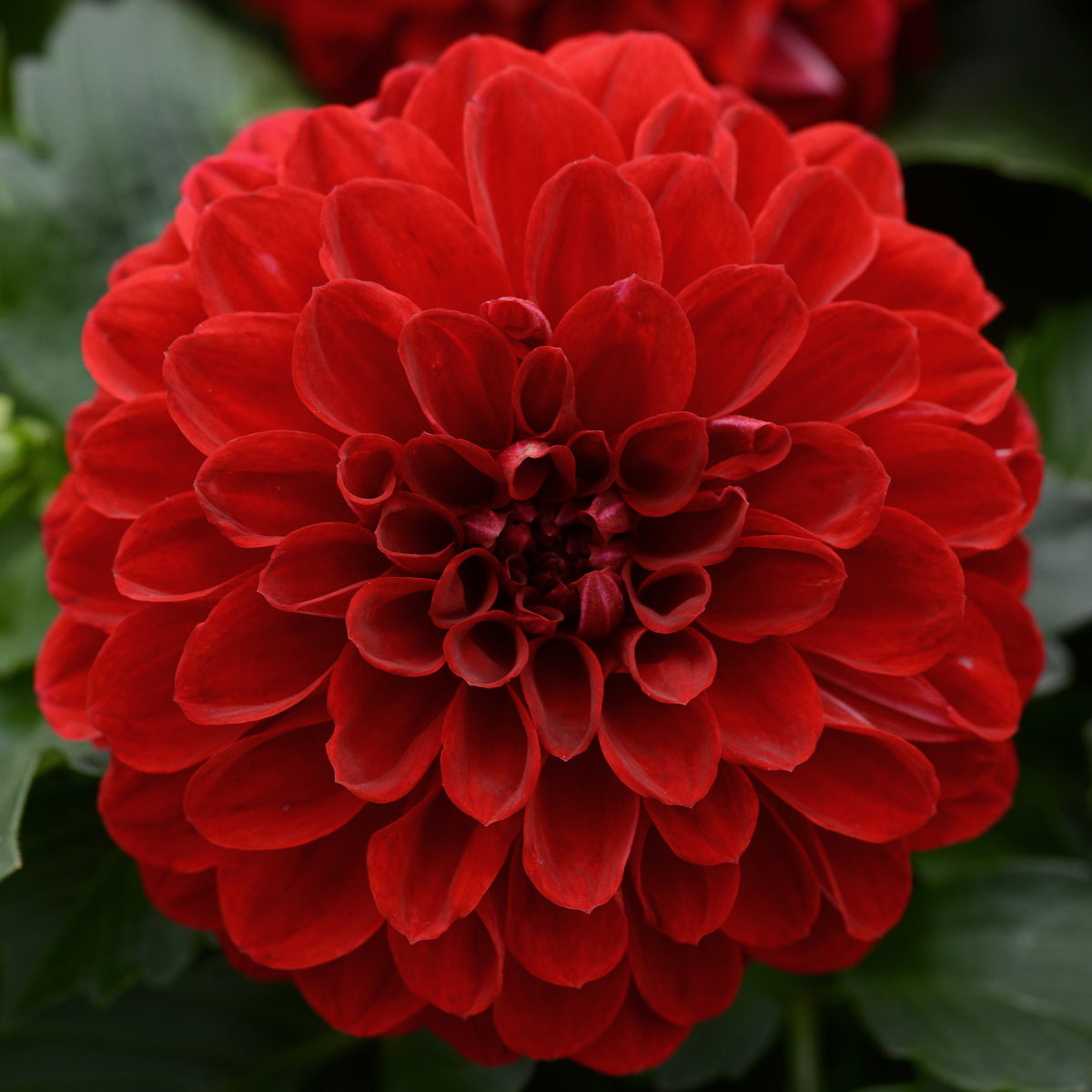 Dahlia | Dalaya - 1 Quart