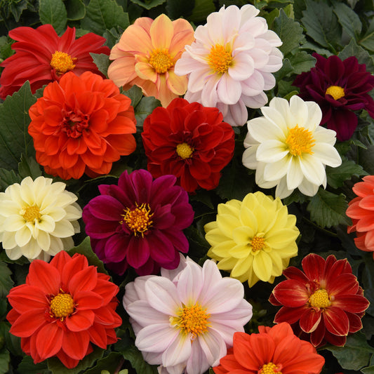 Dahlia | Figaro Mix - 4 Pack